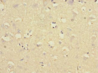 CR6 / GADD45G Antibody