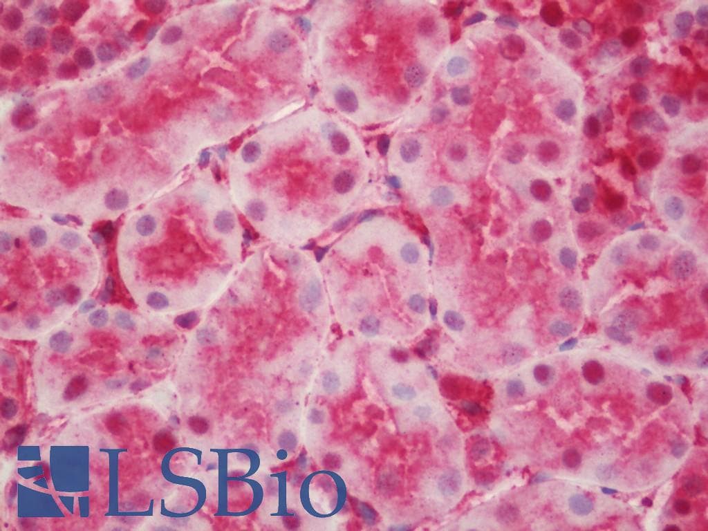 IHC-plus™ ANXA5 / Annexin V Antibody