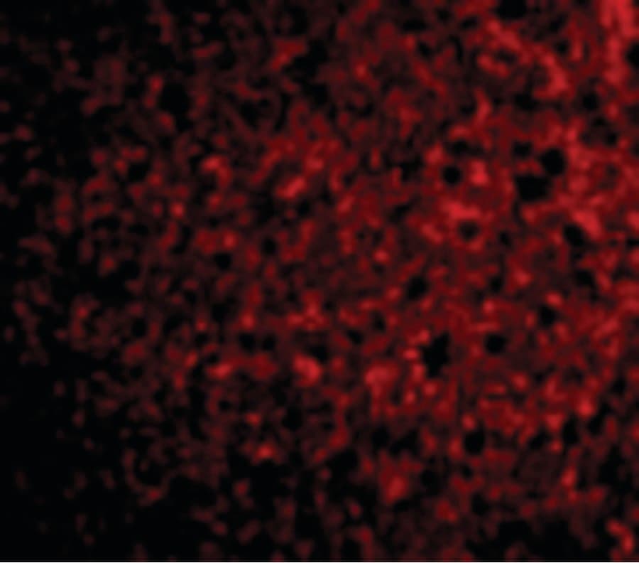 Polyclonal Rabbit anti-Mouse CRLF2 / TSLPR Antibody (IF, WB)