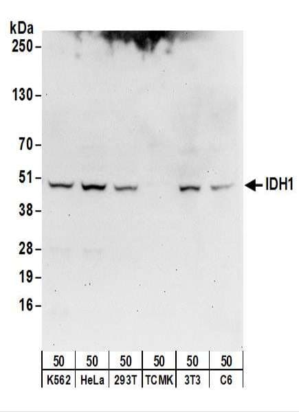 IDH1 / IDH Antibody (aa364-414)