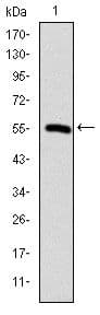 Monoclonal Mouse anti-Human CCT2 / CCT Beta Antibody (clone 5B5C4, IF, WB)