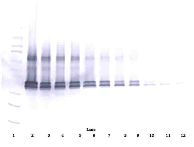 VEGFA / VEGF Antibody