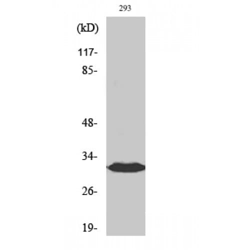 DAPP1 / BAM32 Antibody (80-160 aa)
