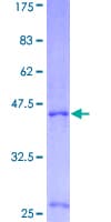Human IL4 Protein (Recombinant GST)