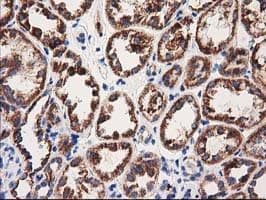 MMAA Antibody (clone OTI3A3)