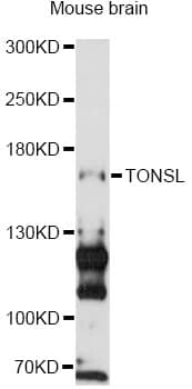 TONSL Antibody
