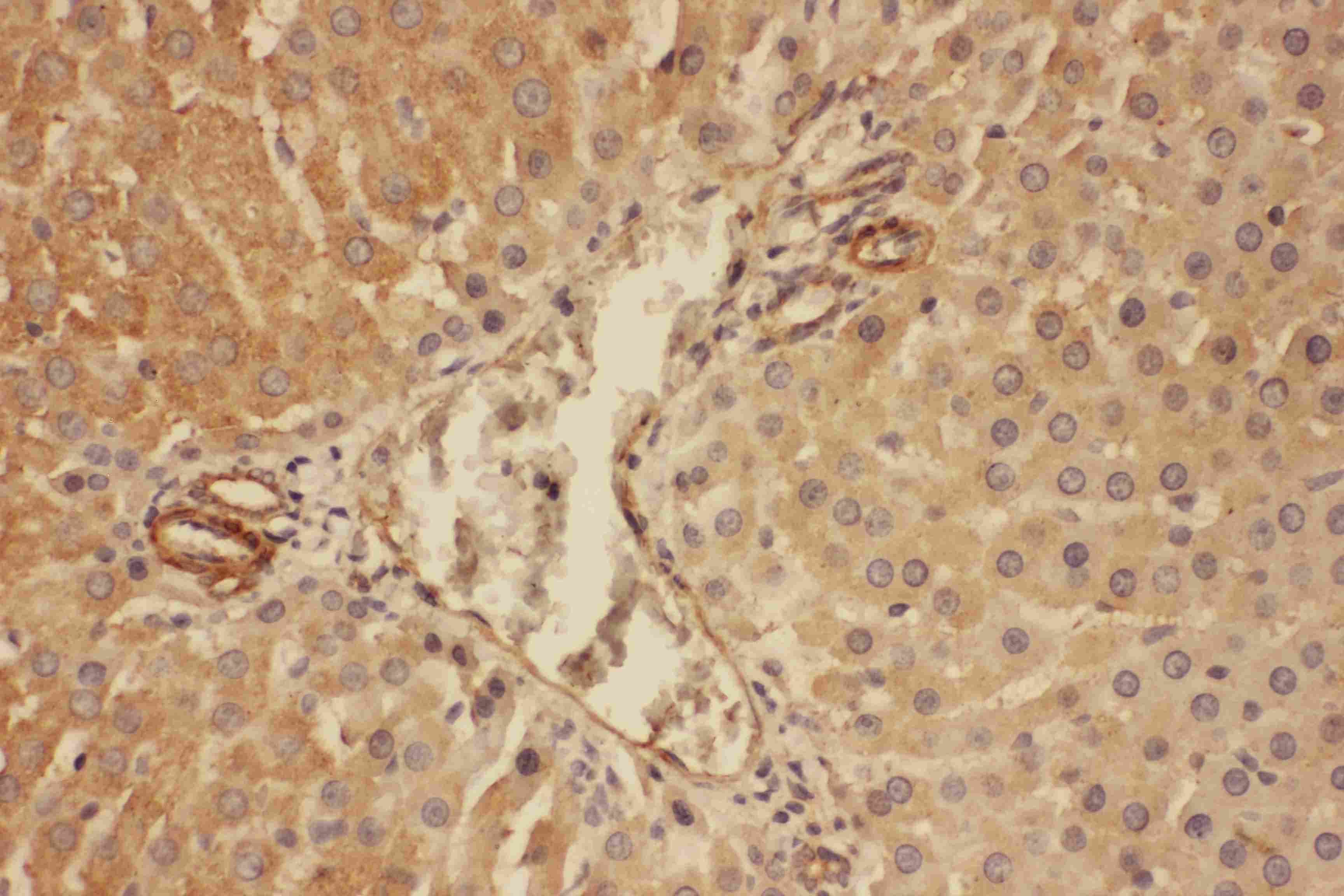Complement C5 Antibody (aa1-18)