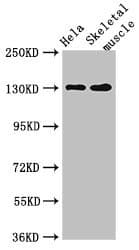 PER3 Antibody