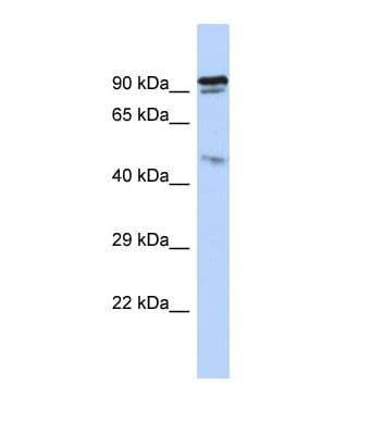INPP5J / PIB5PA Antibody (aa283-332)