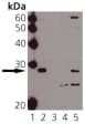 HSPB1 / HSP27 Antibody (phospho-Ser15)