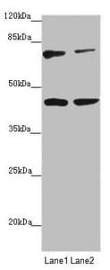 Polyclonal Rabbit anti-Human SCFD1 / SLY1 Antibody (IHC, WB)