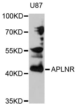 Polyclonal Rabbit anti-Human APLNR/ Apelin Receptor / APJ Antibody (IHC, WB)