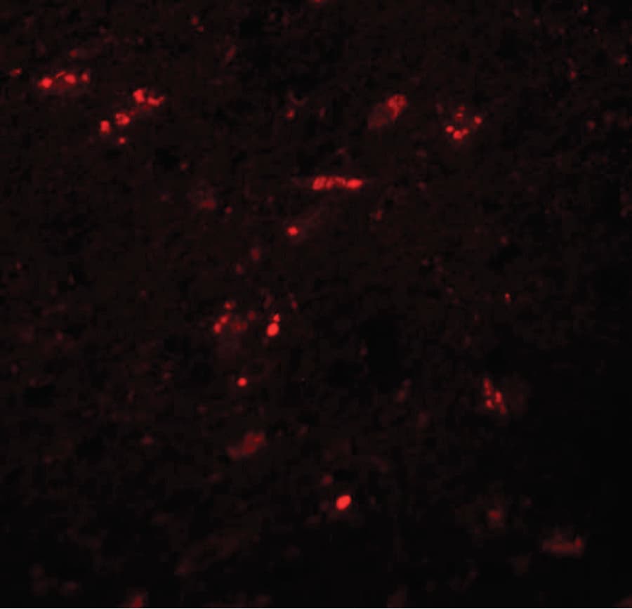 IHC-plus™ ZNF536 Antibody