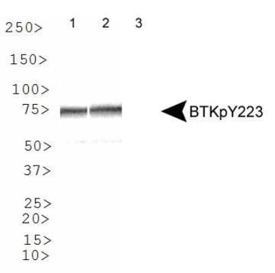 BTK Antibody (phospho-Tyr223, DY650)