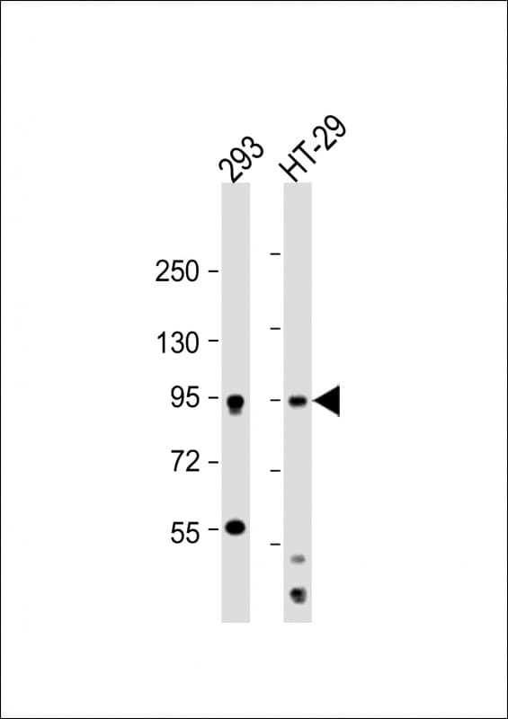 RPS6KA5 / MSK1 Antibody (Ser360)