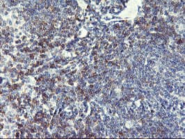 NMT2 Antibody (clone OTI2B4, Carrier-free)