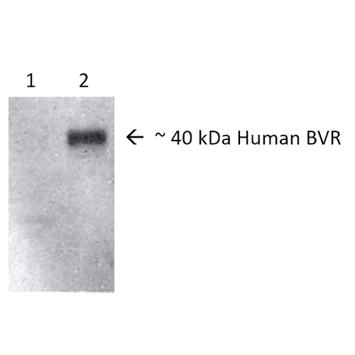 BLVRA Antibody (Atto 488)