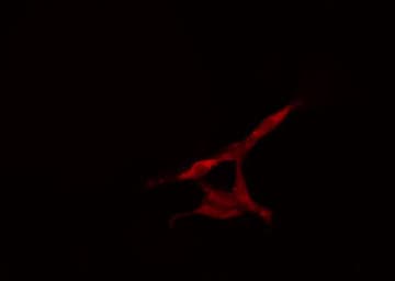 KIF2C / MCAK Antibody