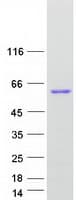 Human DMTN / Dematin Protein (Recombinant Myc-DDK (Flag))