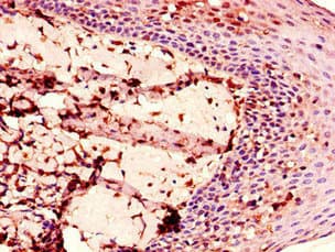 Polyclonal Rabbit anti-Human ENTPD8 Antibody