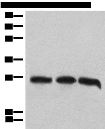 CHCHD3 Antibody