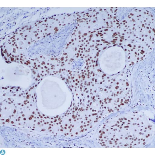 PRKDC / DNA-PKcs Antibody