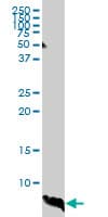 ATOX1 Antibody (clone 2E6)