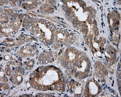 HDAC10 Antibody (clone OTI8G5)