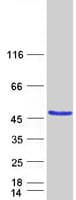 Human NDRG2 Protein (Recombinant Myc-DDK (Flag))