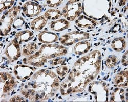 GRIPAP1 / GRASP1 Antibody (clone OTI1E3, Carrier-free)
