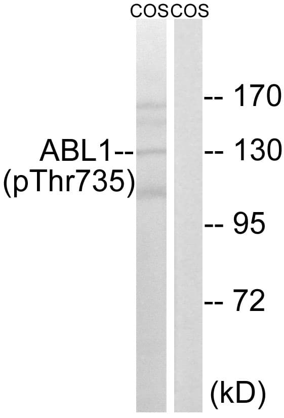 Polyclonal Rabbit anti-Human ABL1 / c-ABL Antibody (phospho-Thr735, WB)
