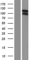 SLITRK5 Protein (Over-Expression Lysate Myc-DDK (Flag))