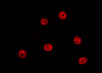 SP2 Antibody