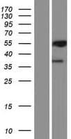 PML Protein (Over-Expression Lysate Myc-DDK (Flag))