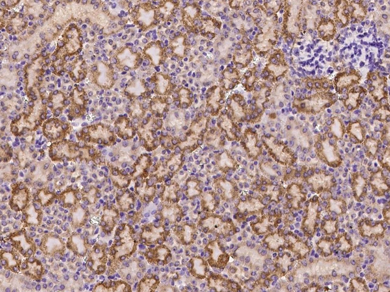 FCAMR Antibody (Preservative Free)
