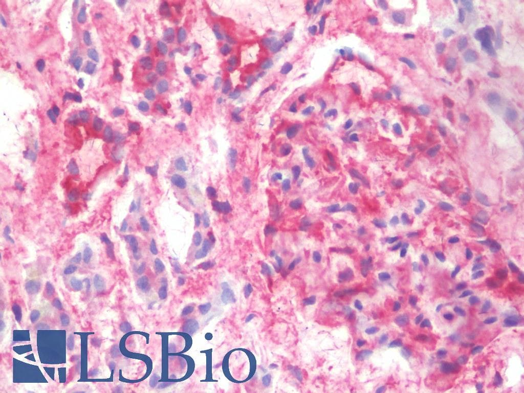 IHC-plus™ Monoclonal Mouse anti-Human EFHD1 Antibody (clone 1H7, IHC, IF, WB)