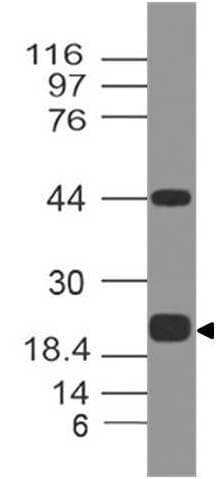 CD274 / B7-H1 / PD-L1 Antibody