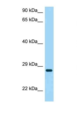 CD37 Antibody (aa91-140)