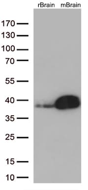 Monoclonal Mouse anti-Human STX1A / Syntaxin 1A Antibody (clone OTI2F11, Carrier-free, WB)