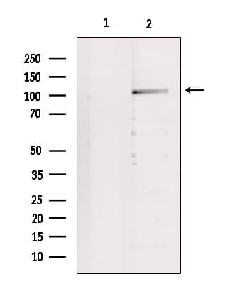 IDE Antibody