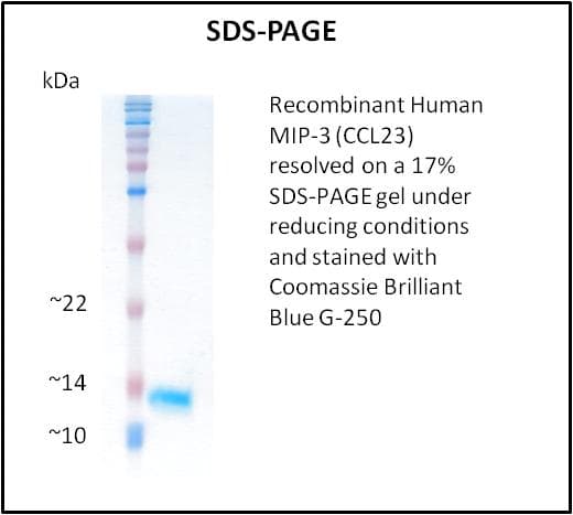 Human CCL23 / MIP3 Protein (Recombinant)