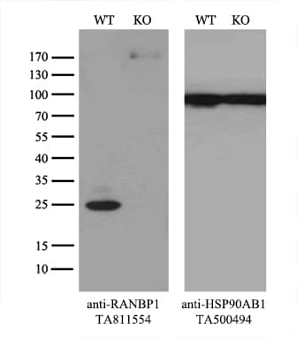 RANBP1 Antibody (clone OTI8E1)