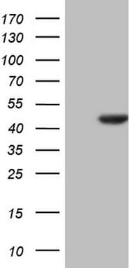 HOMER2 / Homer 2 Antibody (clone OTI4D4)