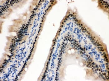 HINT / HINT1 Antibody