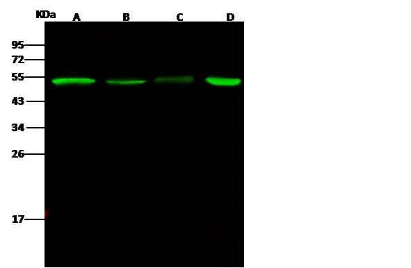 Polyclonal Rabbit anti-Human PGD Antibody (Preservative Free, IHC, IF, WB)