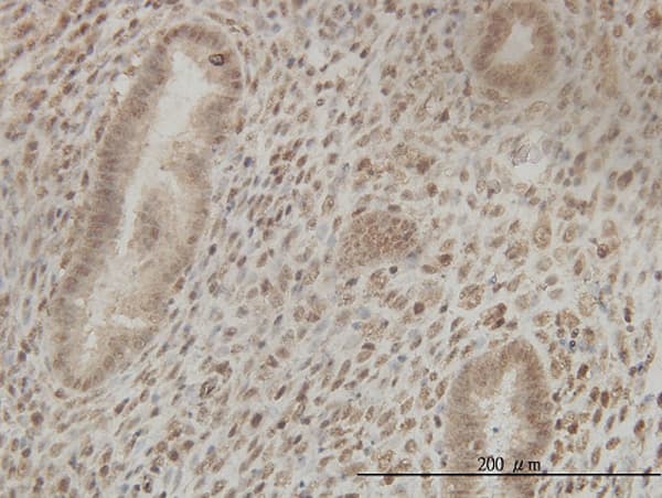 Monoclonal Mouse anti-Human CSTF2 / CstF-64 Antibody (clone 3D1-3A6, IHC, WB)