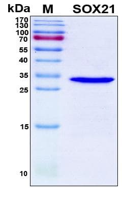 Human SOX21 Protein (Recombinant 6His, N-terminus)