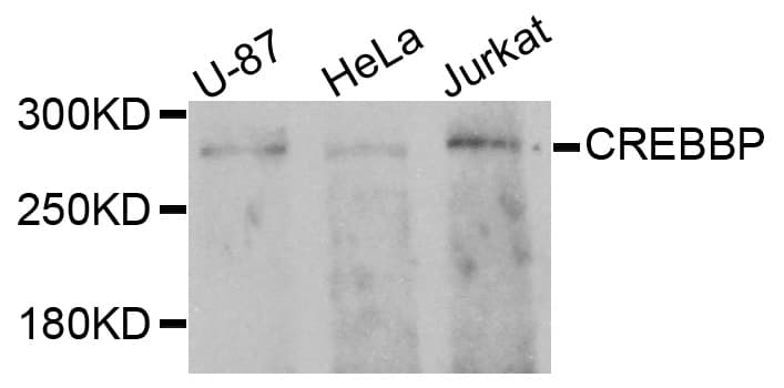 CREBBP / CREB Binding Protein Antibody