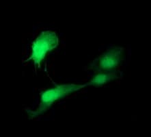 IDO1 / IDO Antibody (clone OTI1A3)