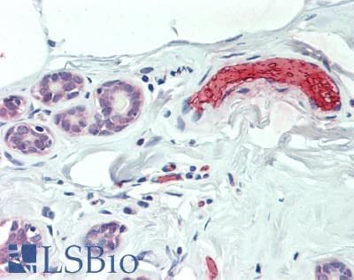 HBB / Hemoglobin Beta Antibody (aa1-147)
